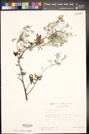 Indigofera suffruticosa image