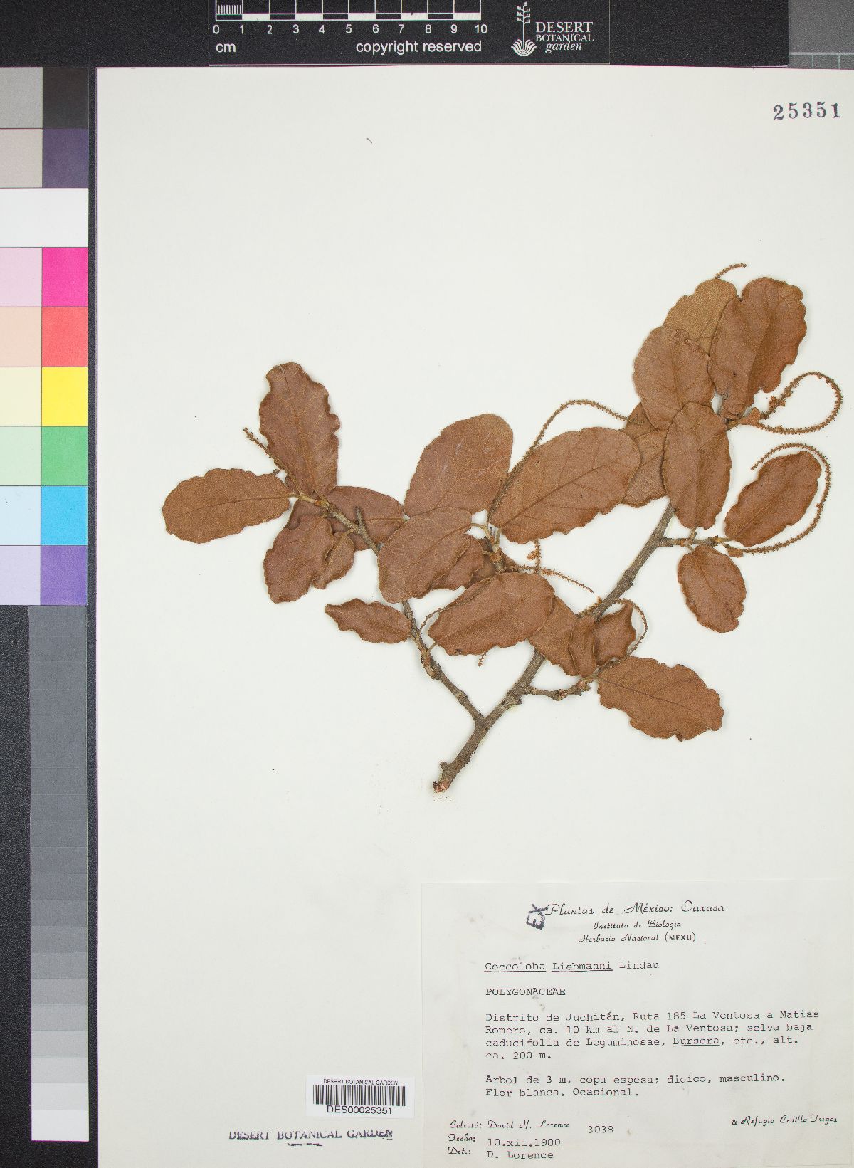 Coccoloba liebmannii image