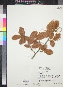 Coccoloba liebmannii image