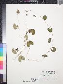 Aristolochia subclausa image
