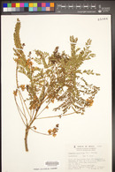 Conzattia multiflora image