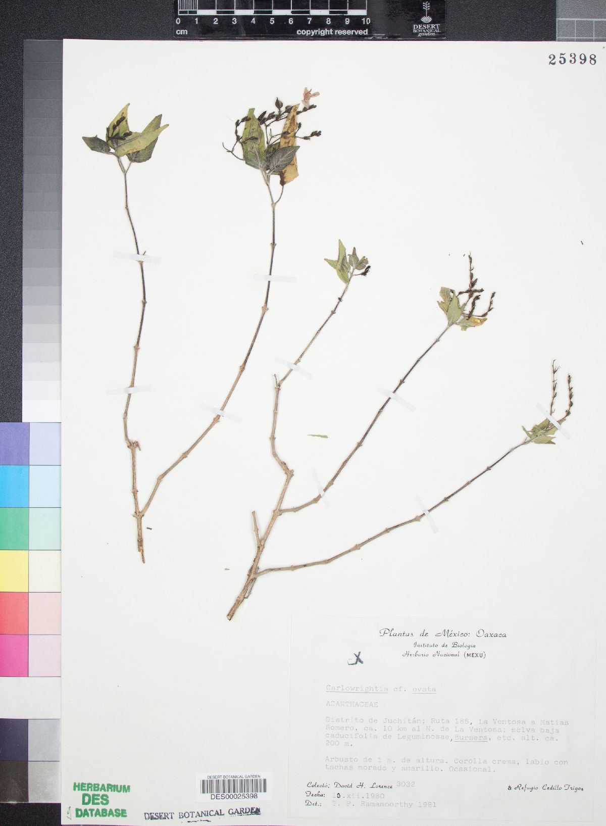 Carlowrightia ovata image