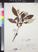 Rondeletia nitida image