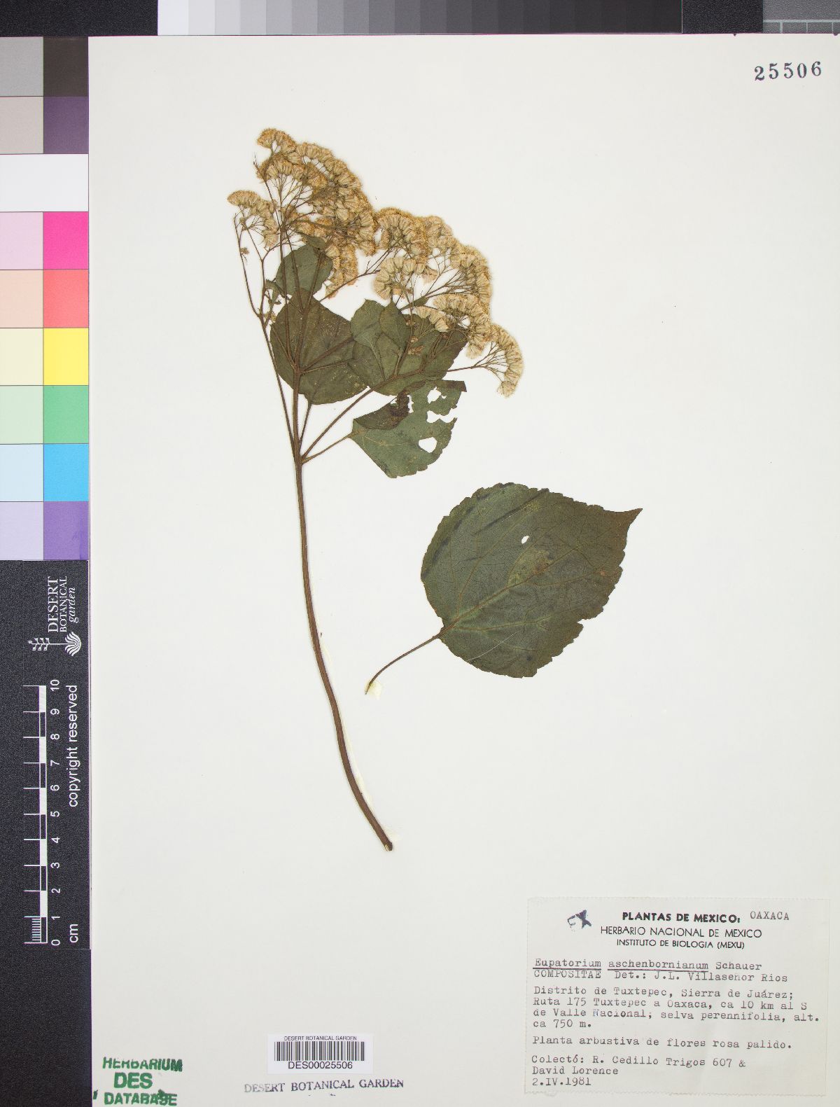 Eupatorium aschenbornianum image