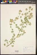 Medicago sativa image