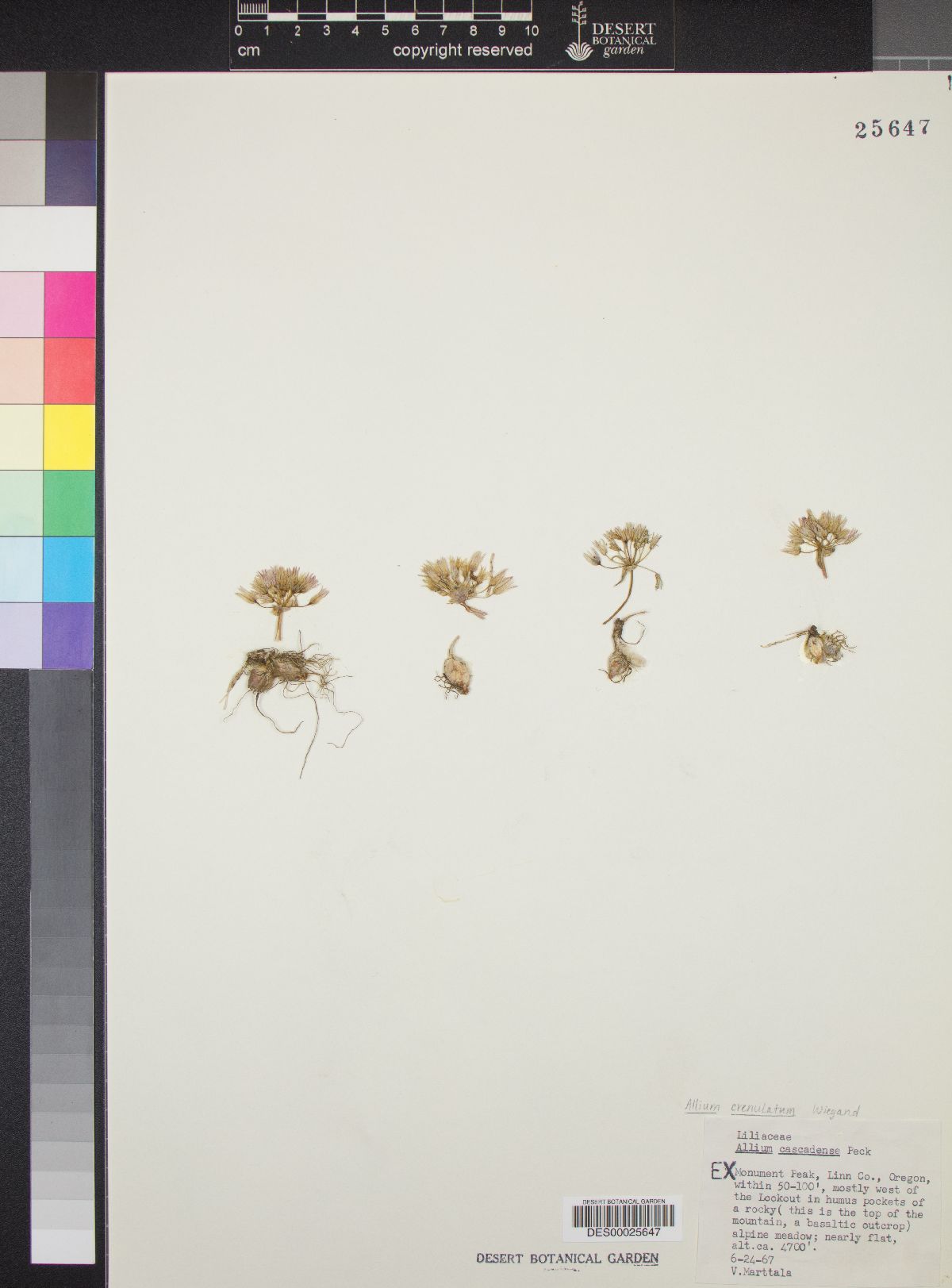 Allium cascadense image