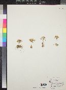 Image of Allium cascadense