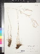 Agrostis oregonensis image