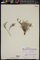 Astragalus tephrodes var. brachylobus image