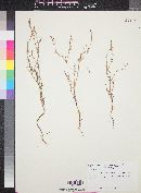 Polygonum majus image