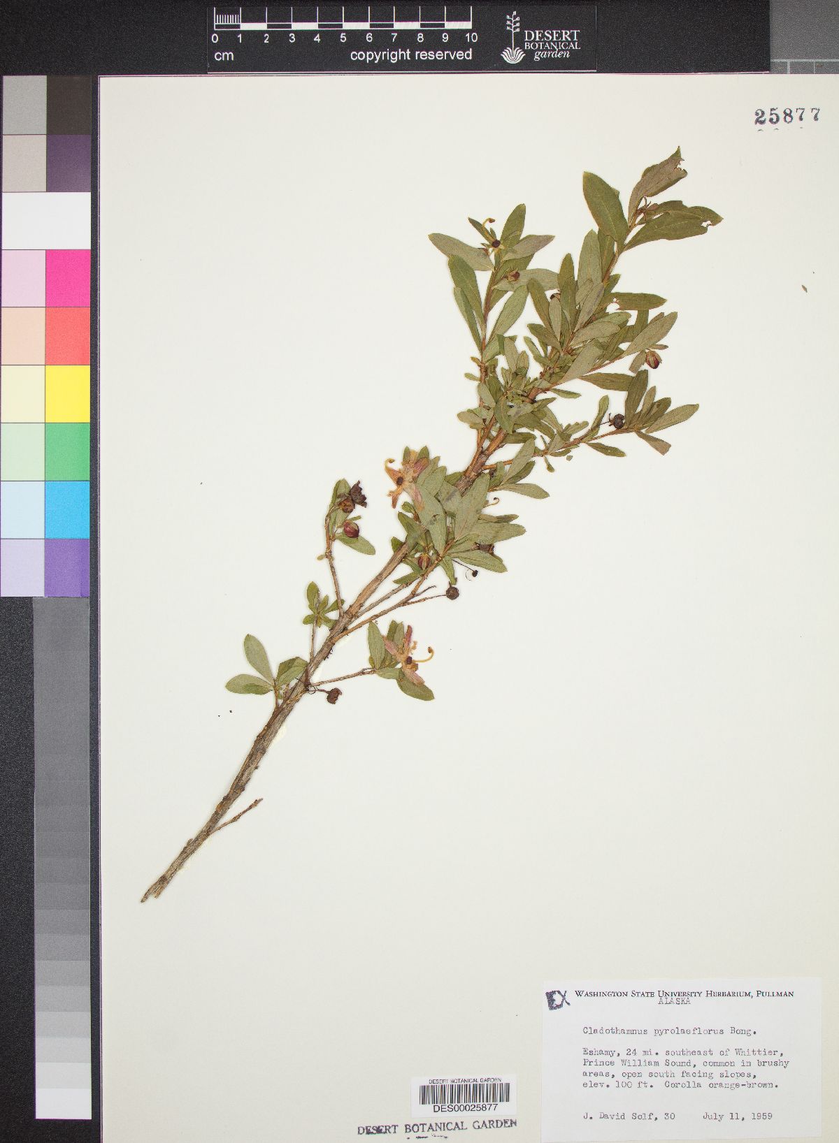 Cladothamnus pyrolaeflorus image