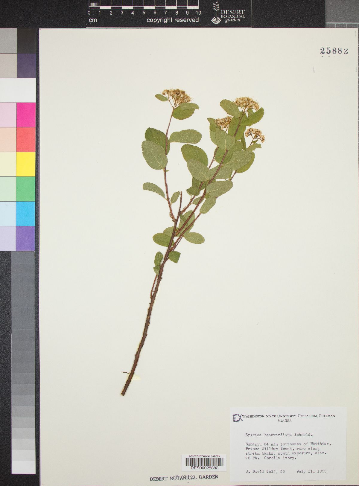 Spiraea beauverdiana image