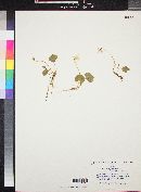 Viola epipsila subsp. repens image