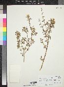 Philadelphus microphyllus image