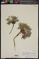 Astragalus musiniensis image