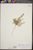 Draba aurea image