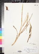 Carex nebrascensis image