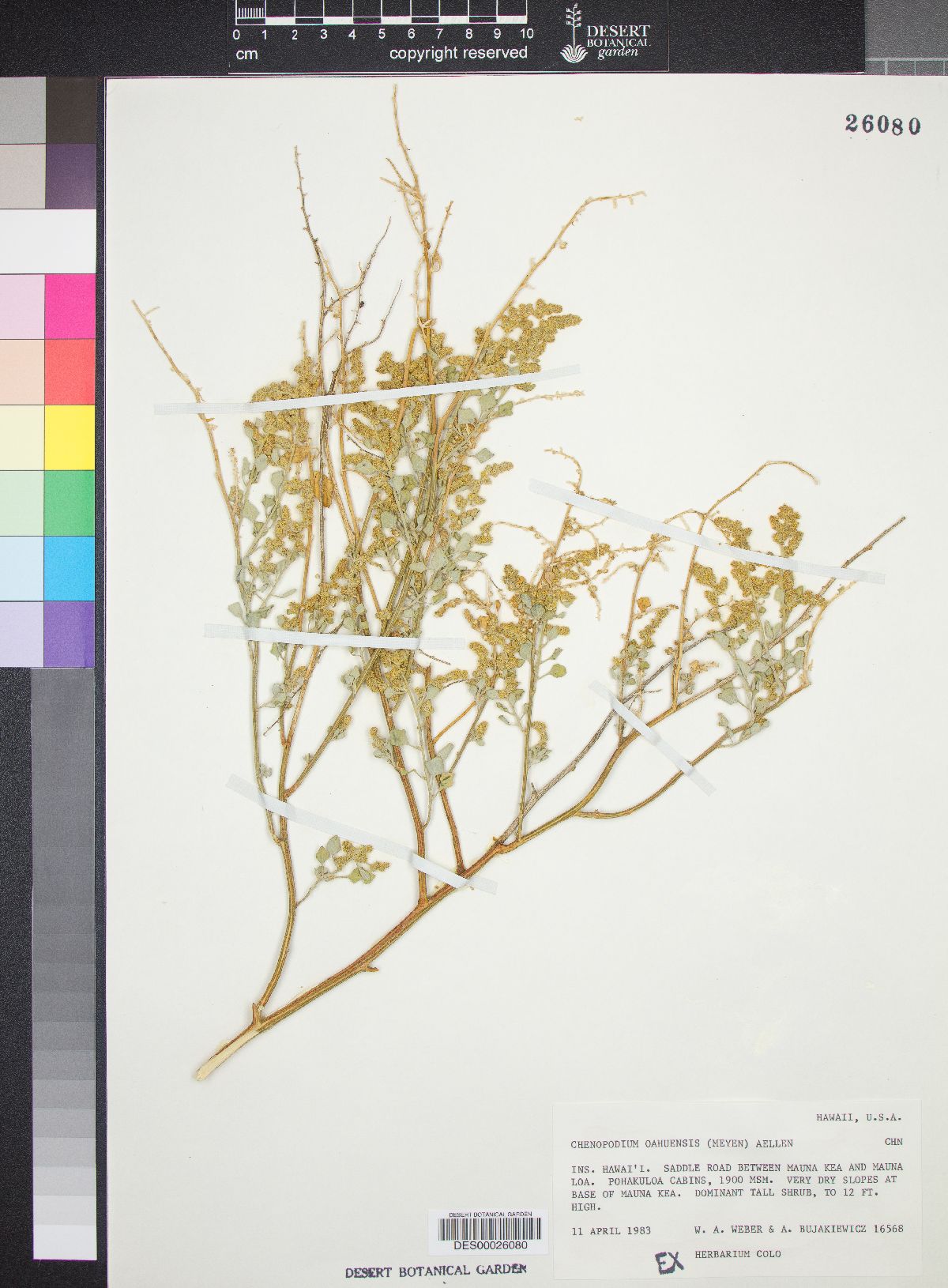 Chenopodium oahuense image