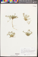 Braya humilis subsp. ventosa image