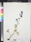 Delphinium nuttallianum image