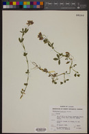 Trifolium wormskioldii image