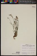 Astragalus recurvus image