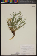 Astragalus recurvus image