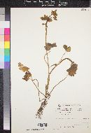 Ranunculus chius image
