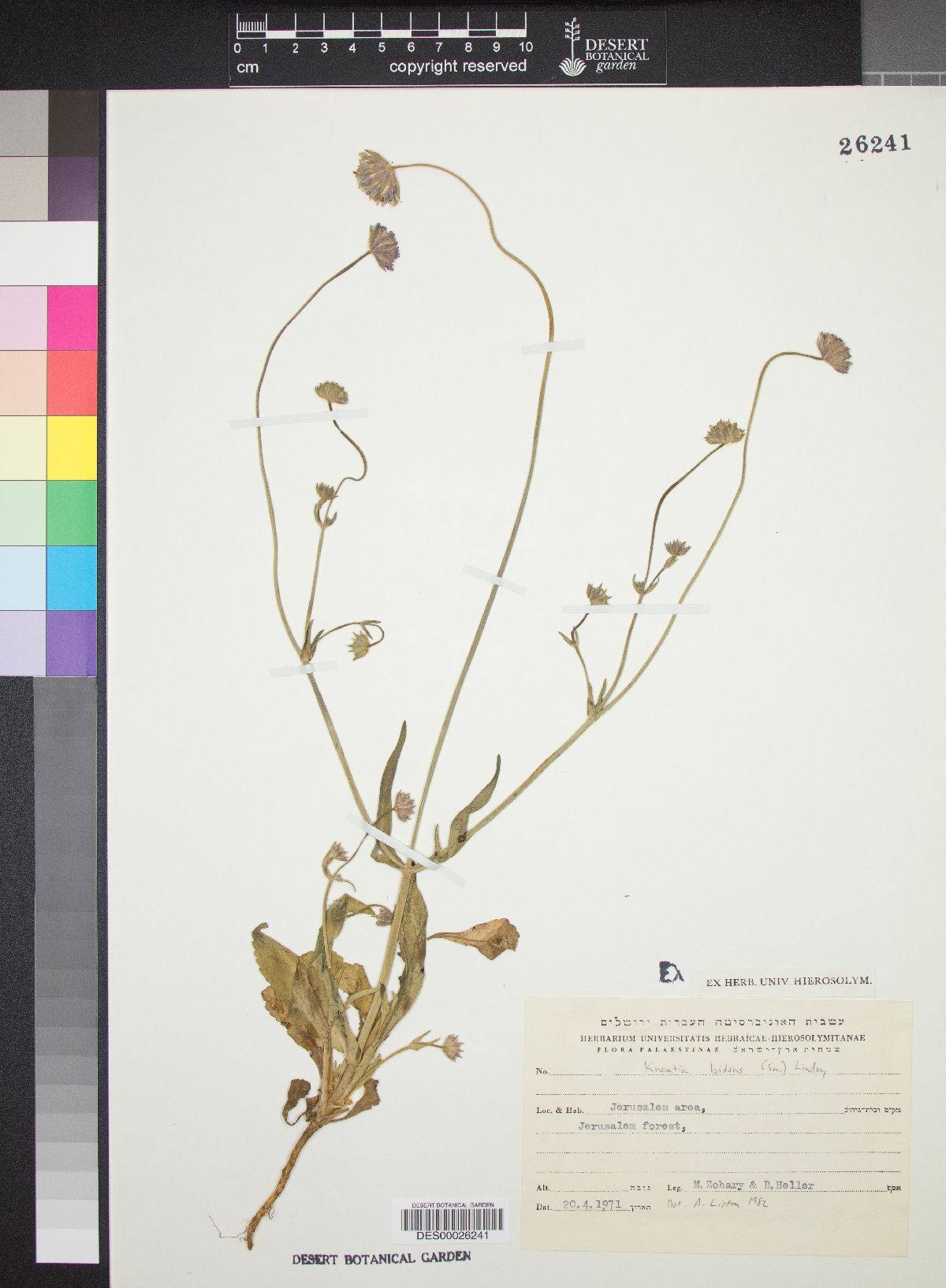 Knautia integrifolia image