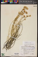 Ericameria nauseosa var. juncea image