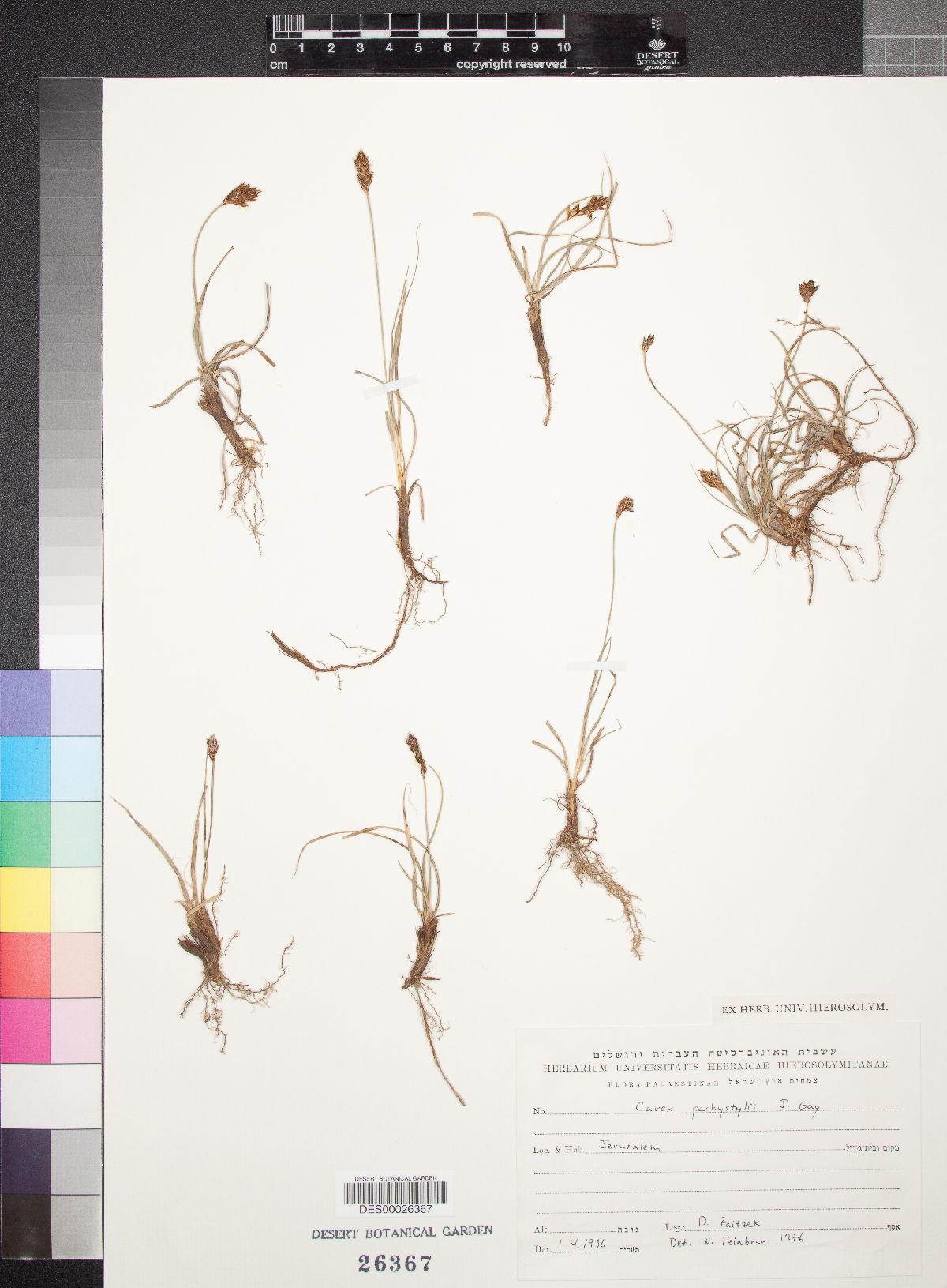 Carex pachystylis image