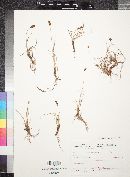 Carex pachystylis image
