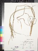 Echinochloa crus-galli image