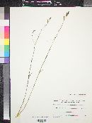 Dianthus strictus image