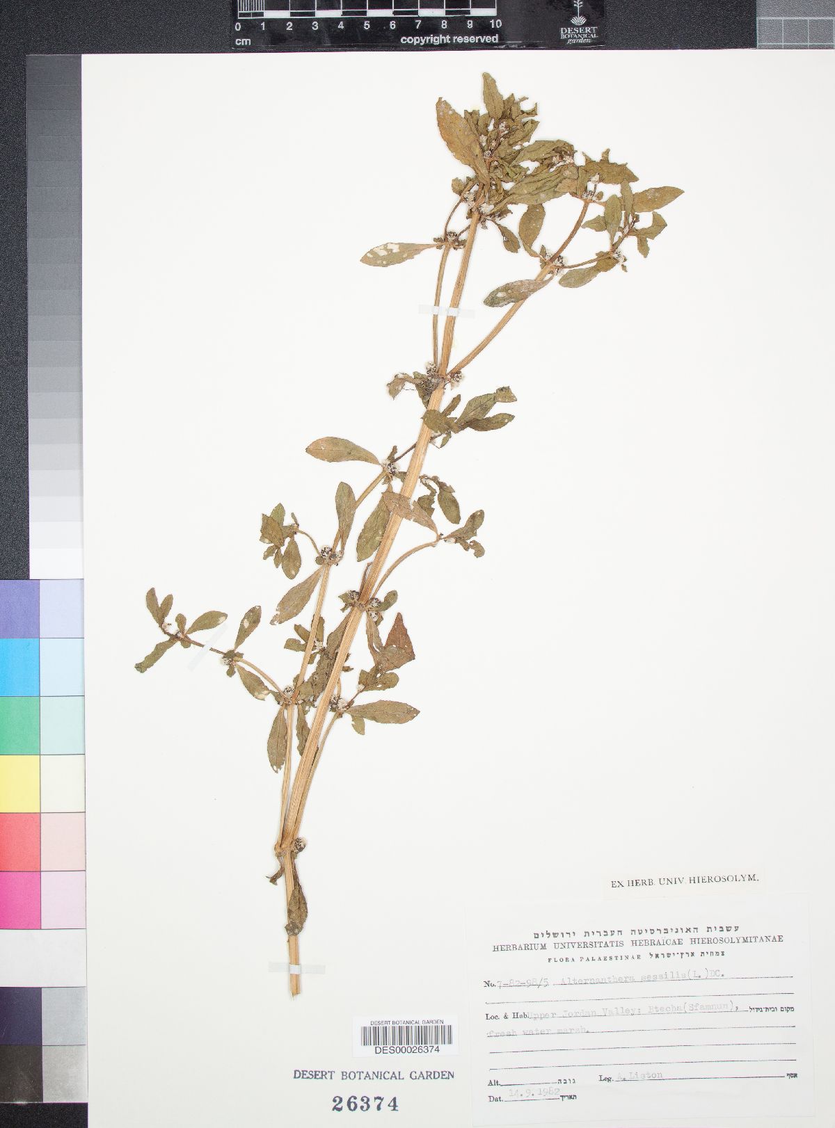 Alternanthera sessilis image