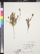 Plantago amplexicaulis image