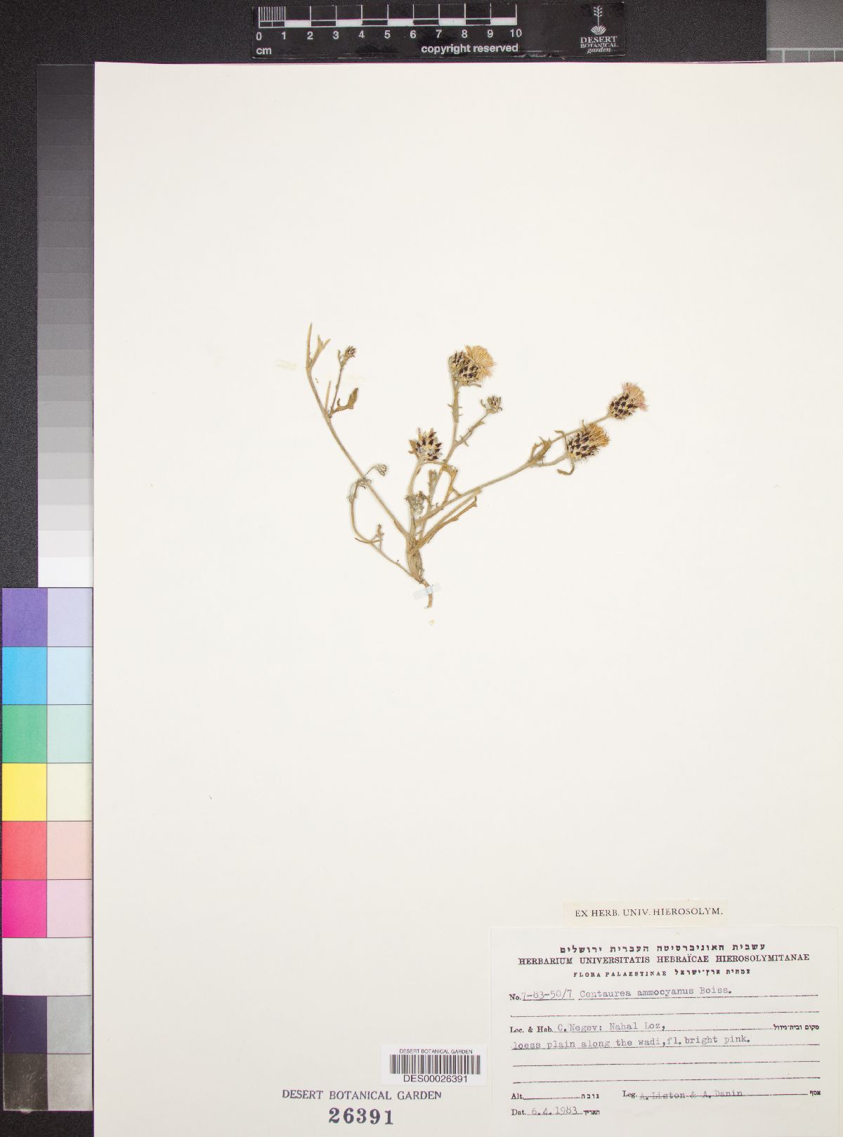 Centaurea ammocyanus image