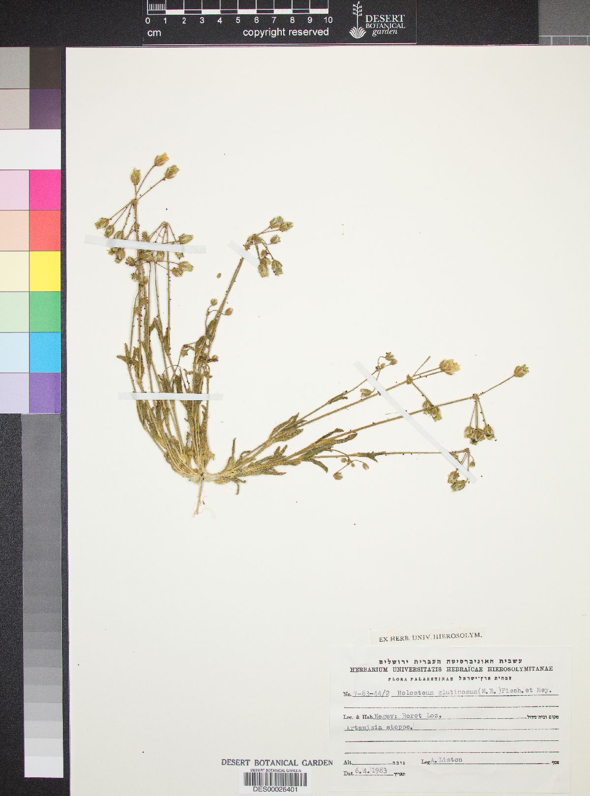 Holosteum umbellatum subsp. glutinosum image