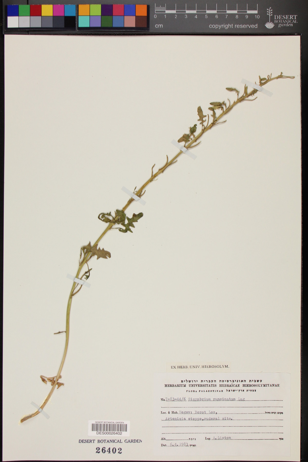 Sisymbrium runcinatum image