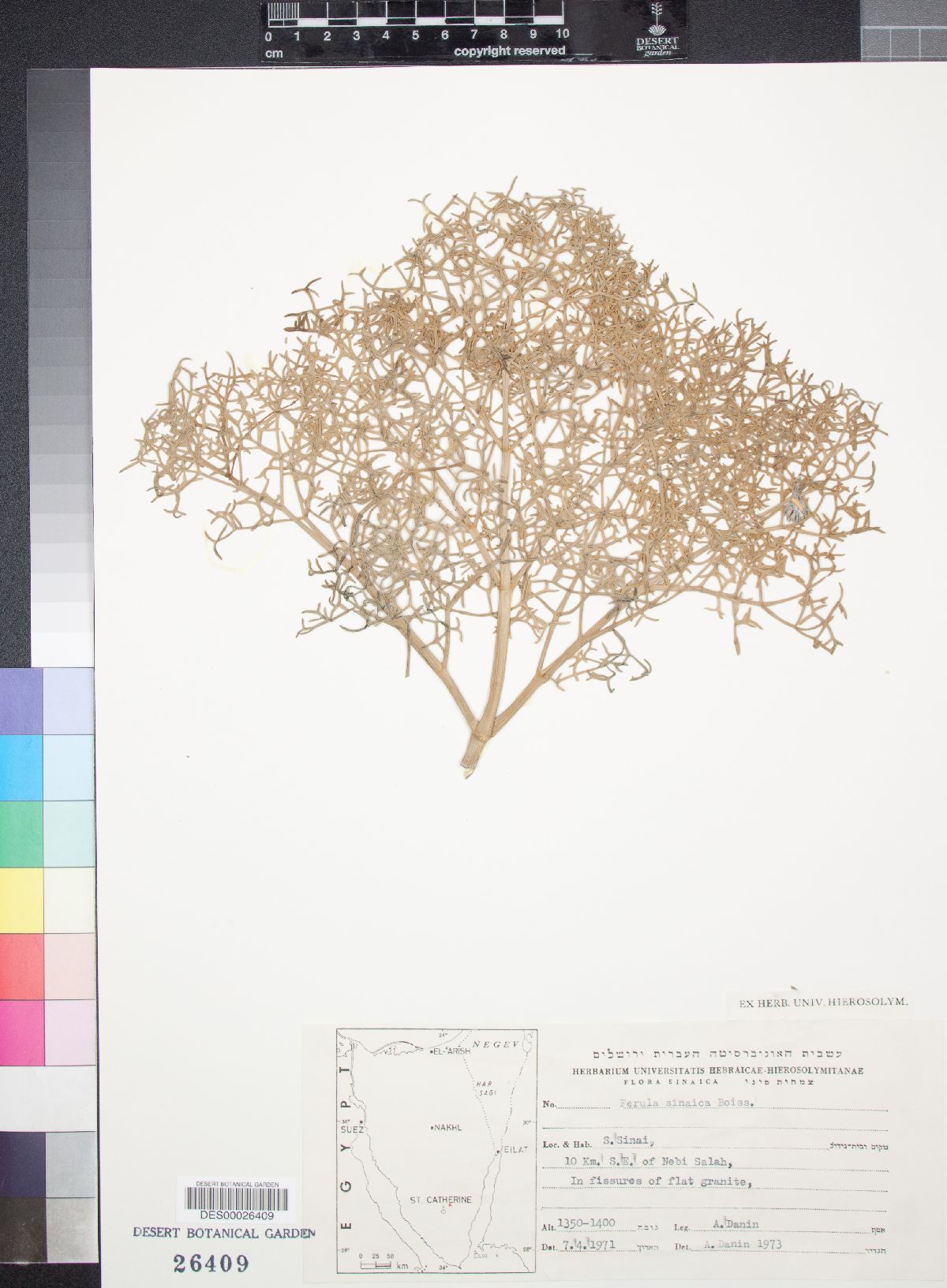 Ferula sinaica image
