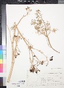 Ferula sinaica image