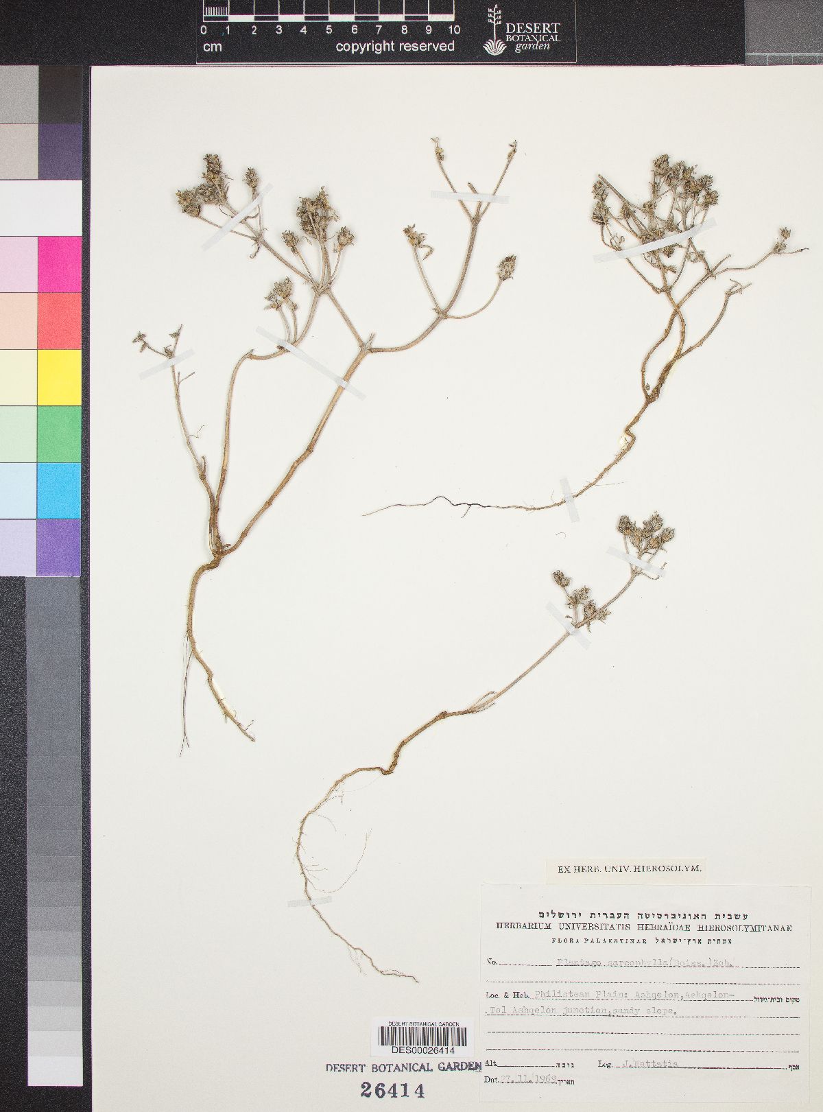 Plantago sarcophylla image