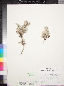 Antennaria rosulata image