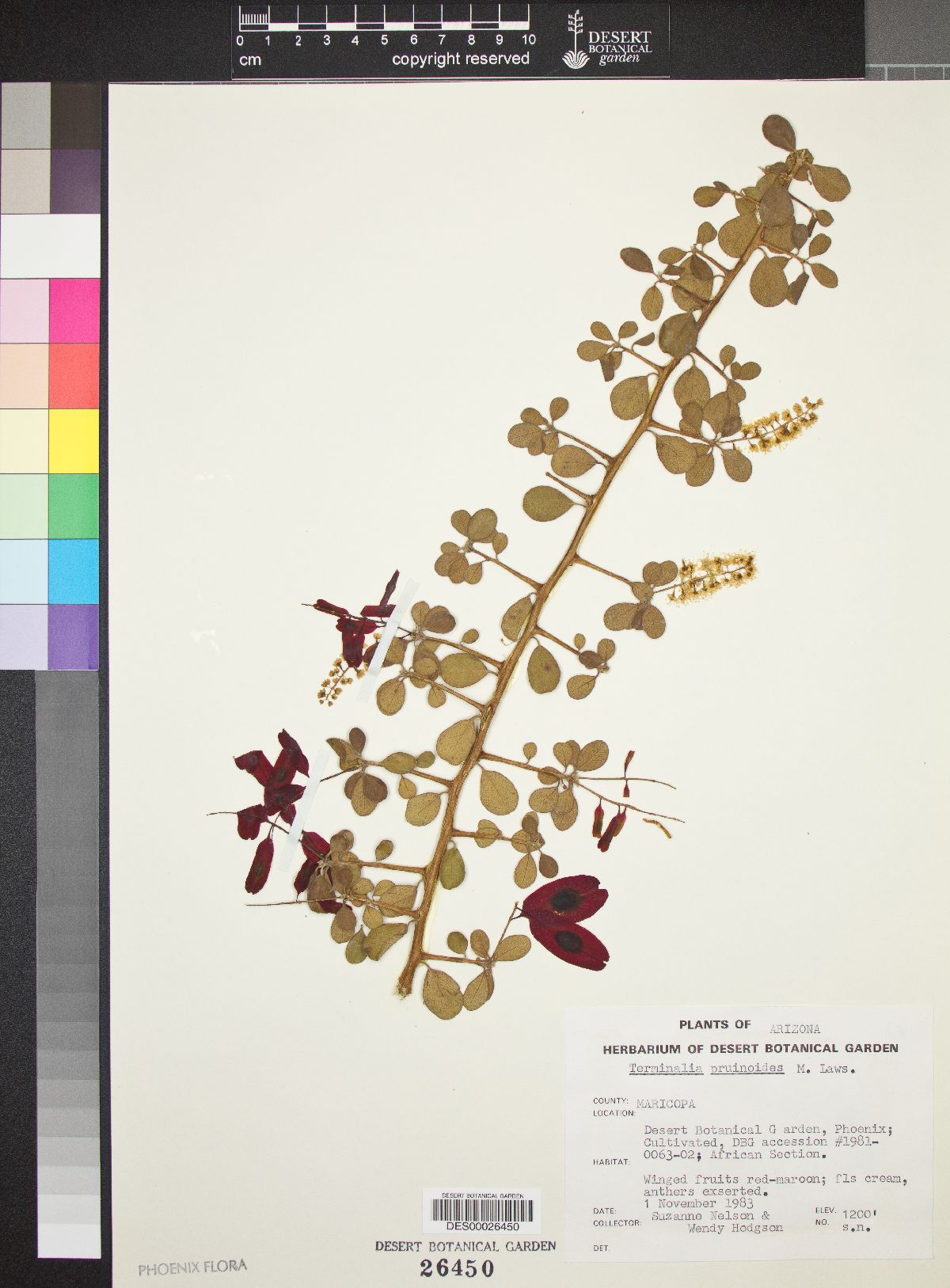 Terminalia prunioides image