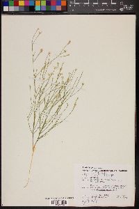 Linum aristatum image