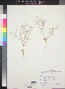 Eriogonum cernuum image