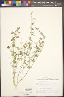 Acmispon utahensis image