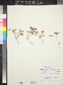Euphorbia chaetocalyx image