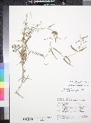 Funastrum heterophyllum image