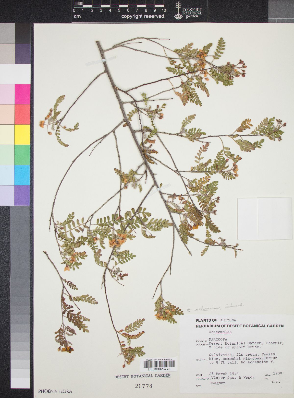 Osteomeles schwerinae image